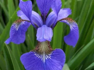 Blå Iris 