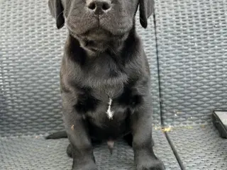 Labrador hvalpe klar til at flytte hjemmefra