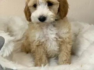 Små fine Maltipoo babyer er rejse klar nu!