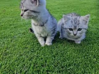 Gratis kattekillinger