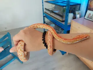 Kornsnog Amel Tessera 