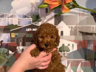 Skønne røde Doodldoodle hvalpe 