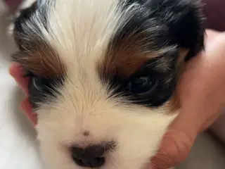 Cavalier King Charles hvalpe m. stambog