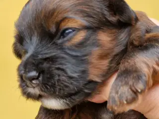 Bichon Havanais hvalpe med DKK stamtavle