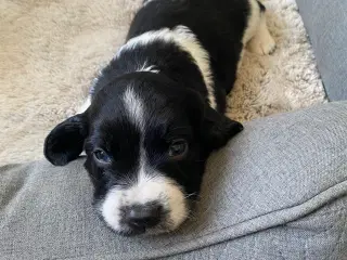 Ft springer spaniel hvalpe 