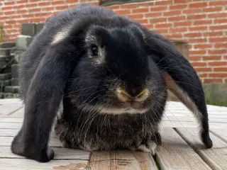 FRANSK VÆDDER HUN SORT OTTER