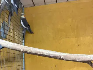 Nymferparekitter 