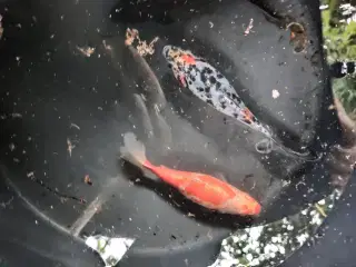  Guldfisk 4 stk fra nedlagt havedam