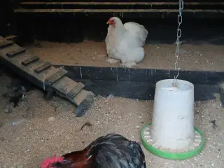 1 par Dværg Kochin 