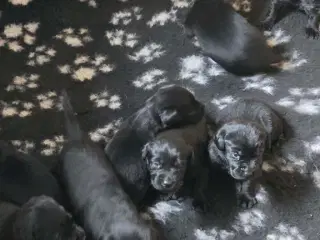 labrador formel 1