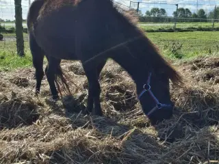 Sød shetlænder/ (Miniature) hest