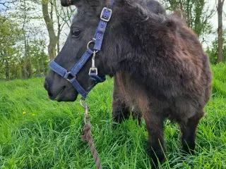 Miniature shetlænder hoppe