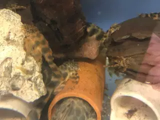 Peckoltia sabaji L075