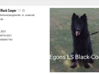 Langstockhåret Helsort "Hanhund" 🙂