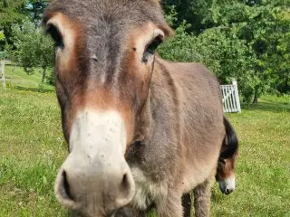 Sødeste Æsel hingst