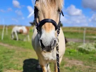 Ingar Halsnæs søger otium 💗🐴💛