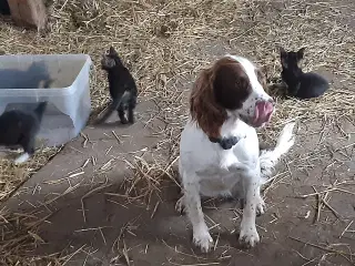 Kattekillinger 
