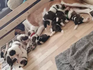 9 sankt bernhard hvalpe søg nyt hjem