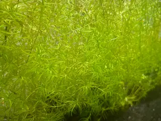 Guppy Græs 