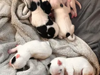 Jack Russel hvalpe tjek tekst