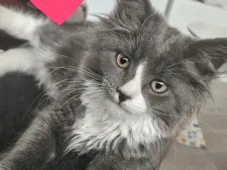 Maine coon uden stamtavle 