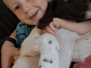 Engelsk Springer Spaniel og Kleiner Münsterländer 