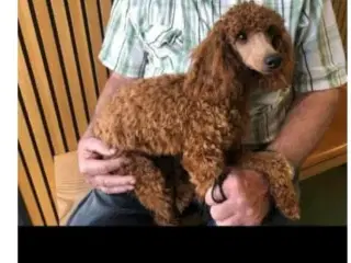 Cavapoo 