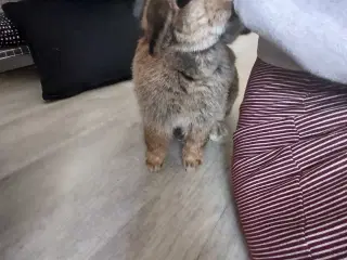 Mini-lop hunkanin