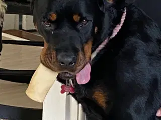 Rottweiler tæve 5 år