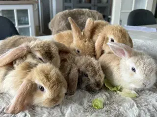 Kaninunger minilop 