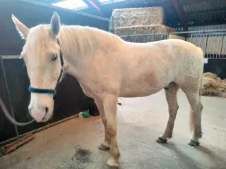 Knapstrubber blanding / Chancehest