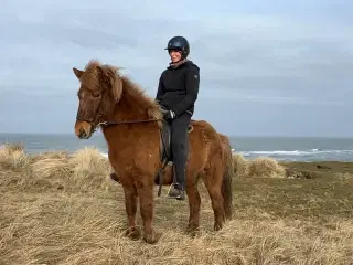 Flot 7 års hoppe. Søger godt og blivende hjem☀️ 