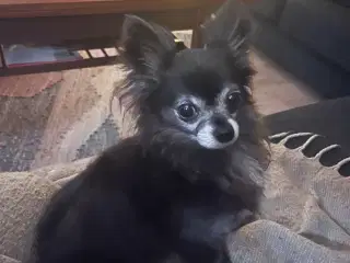 Chihuahua tilbydes til parring 