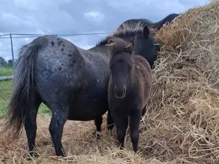 Shetlænder med føl