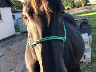 Skovturs / hygge hest