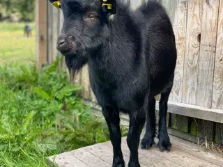 Dværgged buk 