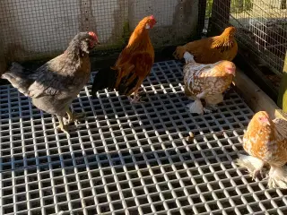 Kyllinger til sælge 3 mdr gamle på styk 75kr 