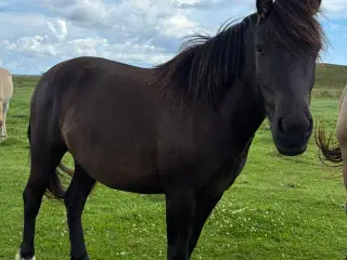 3 års hoppe