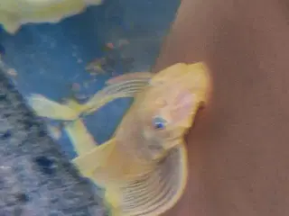 L144 Gul Longfin