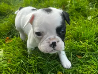 Fransk bulldog hvalpe