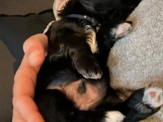 Hvalpe til salg - klar til nye kærlige hjem d19/11