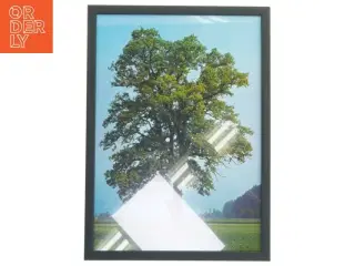 Plakat med træmotiv i ramme fra Posterland (str. 32x44 cm)