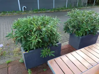 2 stk. krukker med planter