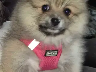 Pomeranian 