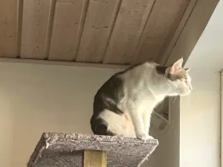 Voksen kat