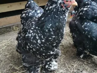 Brahma kyllinger / rugeæg