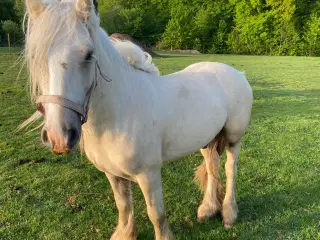 Irish Cob hingsteplag