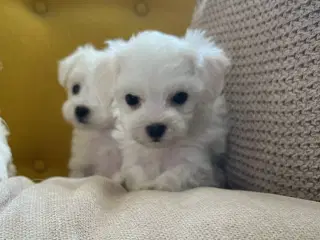 malteser/Bichon Bolognese hvalpe