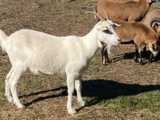 Dansk landrace gimmer