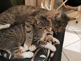 Kattekilling 